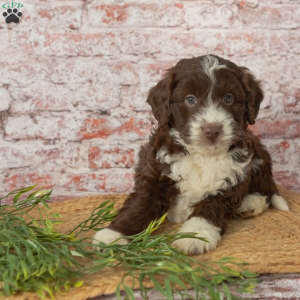 Hank, Mini Aussiedoodle Puppy